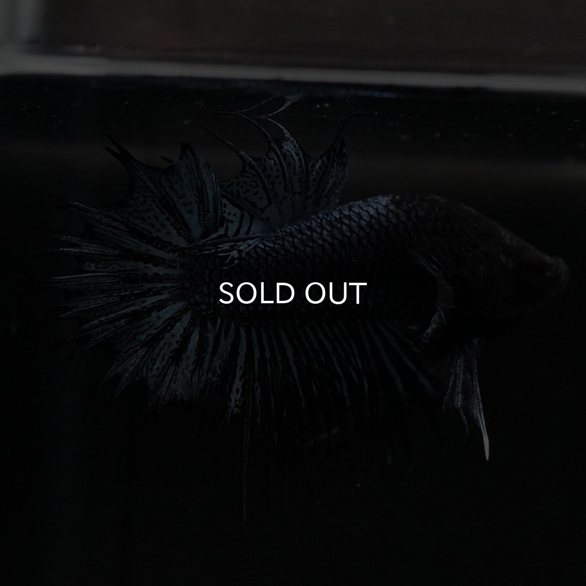 画像10: CTPK ブラックオーキッド (10)