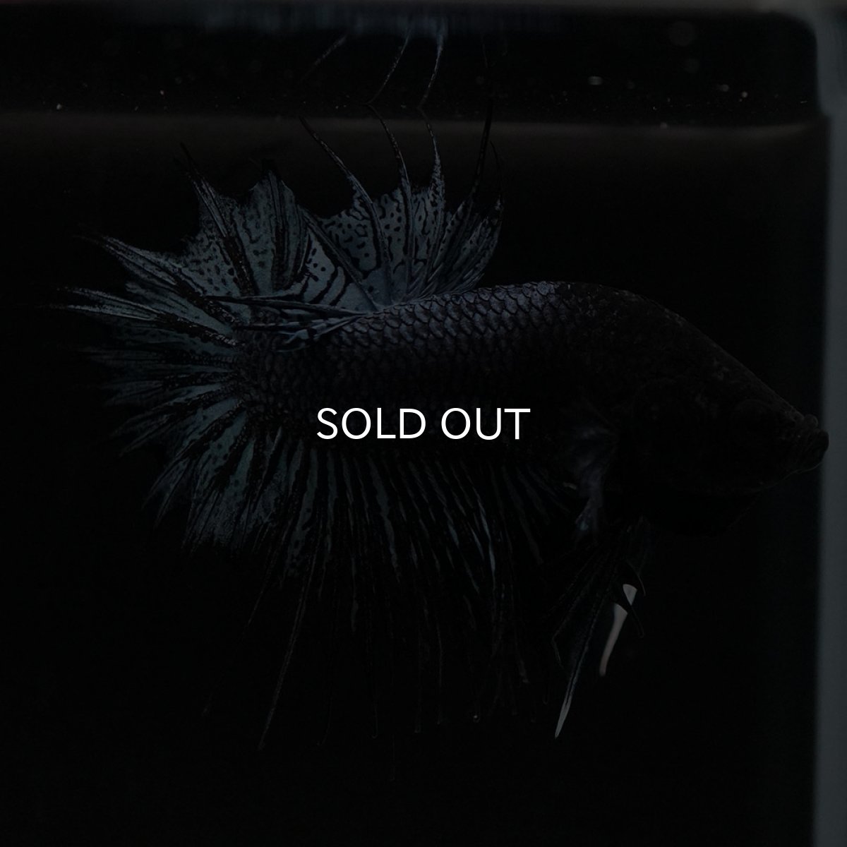 画像7: CTPK ブラックオーキッド (7)