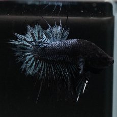 画像7: CTPK　ブラックオーキッド (7)