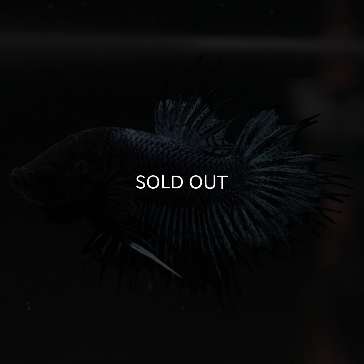 画像6: CTPK ブラックオーキッド (6)