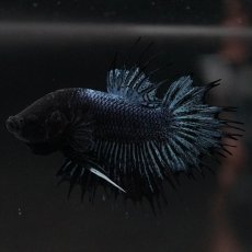 画像6: CTPK　ブラックオーキッド (6)