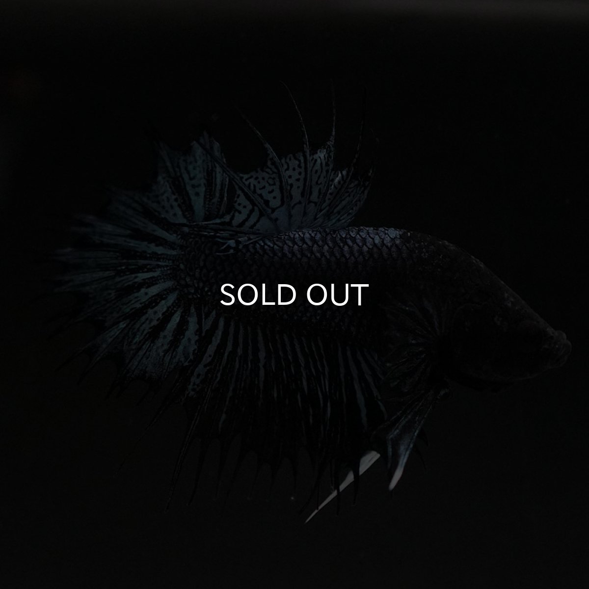 画像5: CTPK ブラックオーキッド (5)