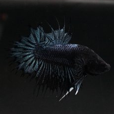 画像5: CTPK　ブラックオーキッド (5)