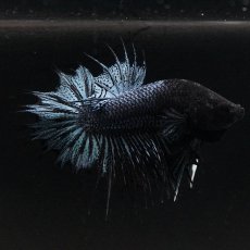 画像1: CTPK　ブラックオーキッド (1)
