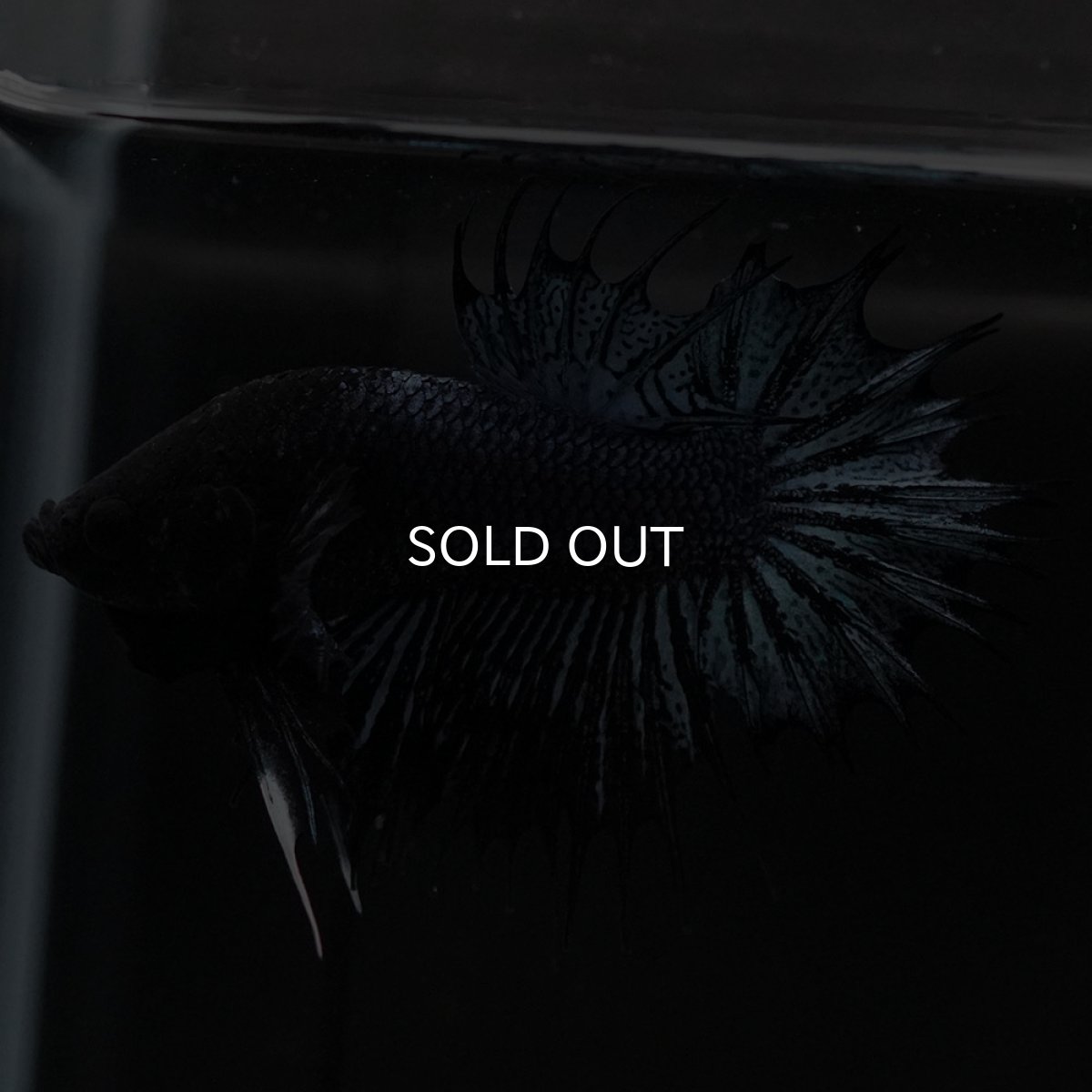 画像4: CTPK ブラックオーキッド (4)