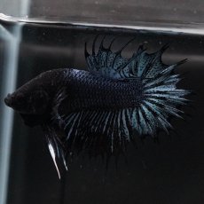 画像4: CTPK　ブラックオーキッド (4)