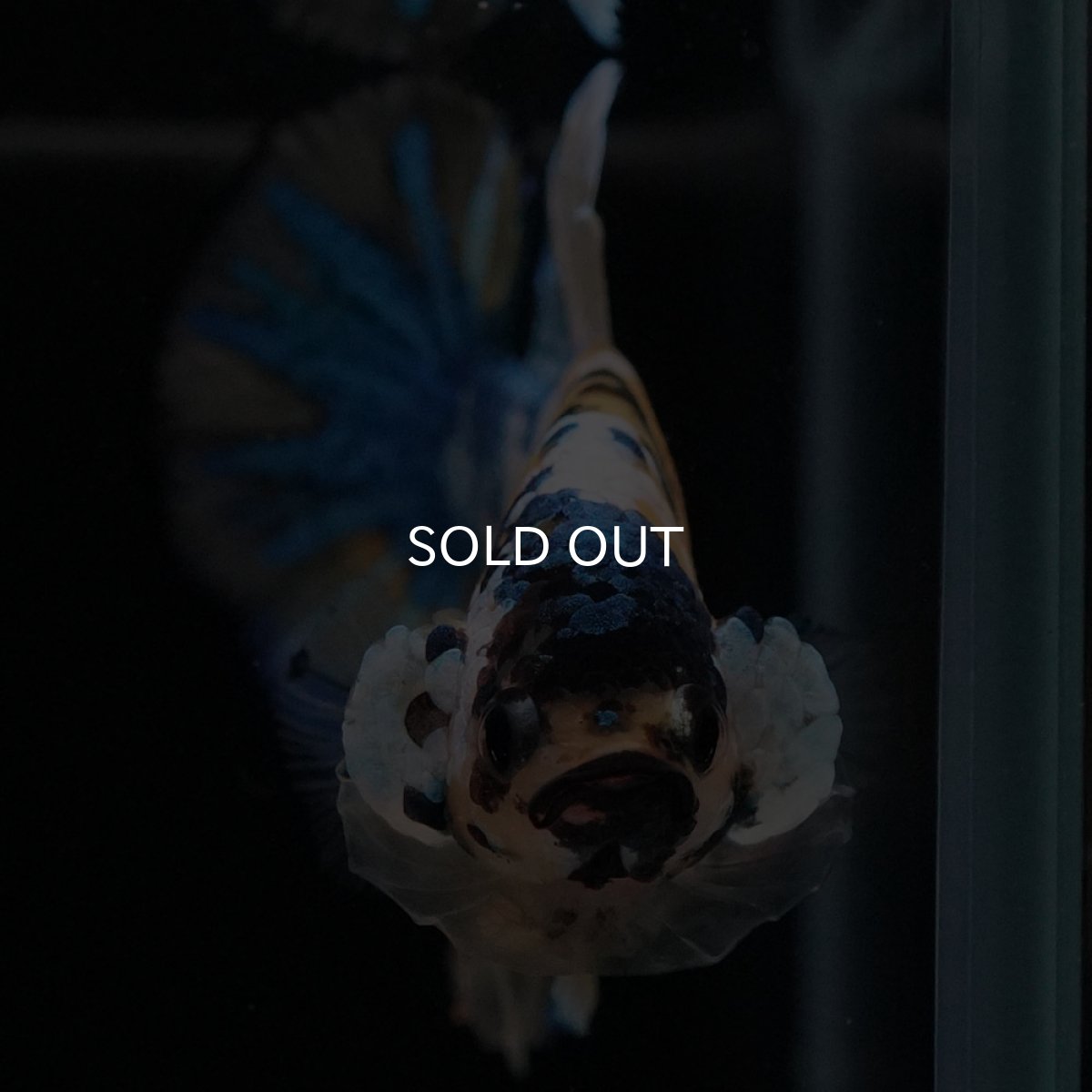 画像3: HMPK　イエロータイガーギャラクシー (3)