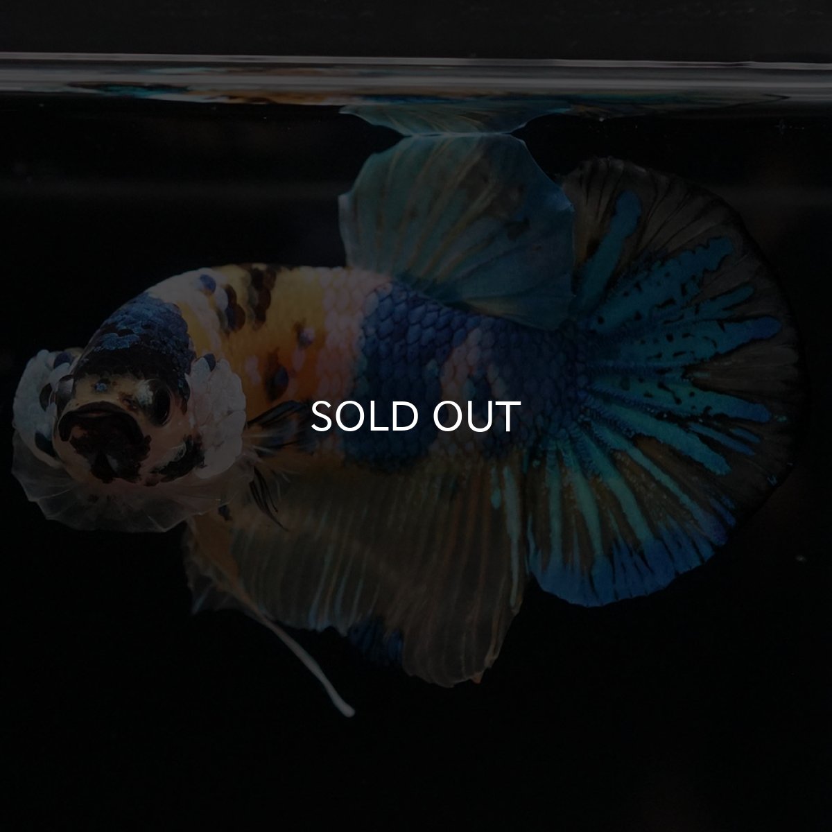 画像7: HMPK　イエロータイガーギャラクシー (7)