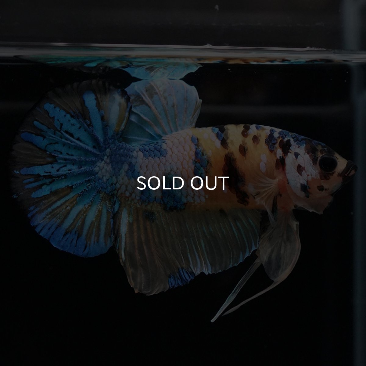 画像8: HMPK　イエロータイガーギャラクシー (8)