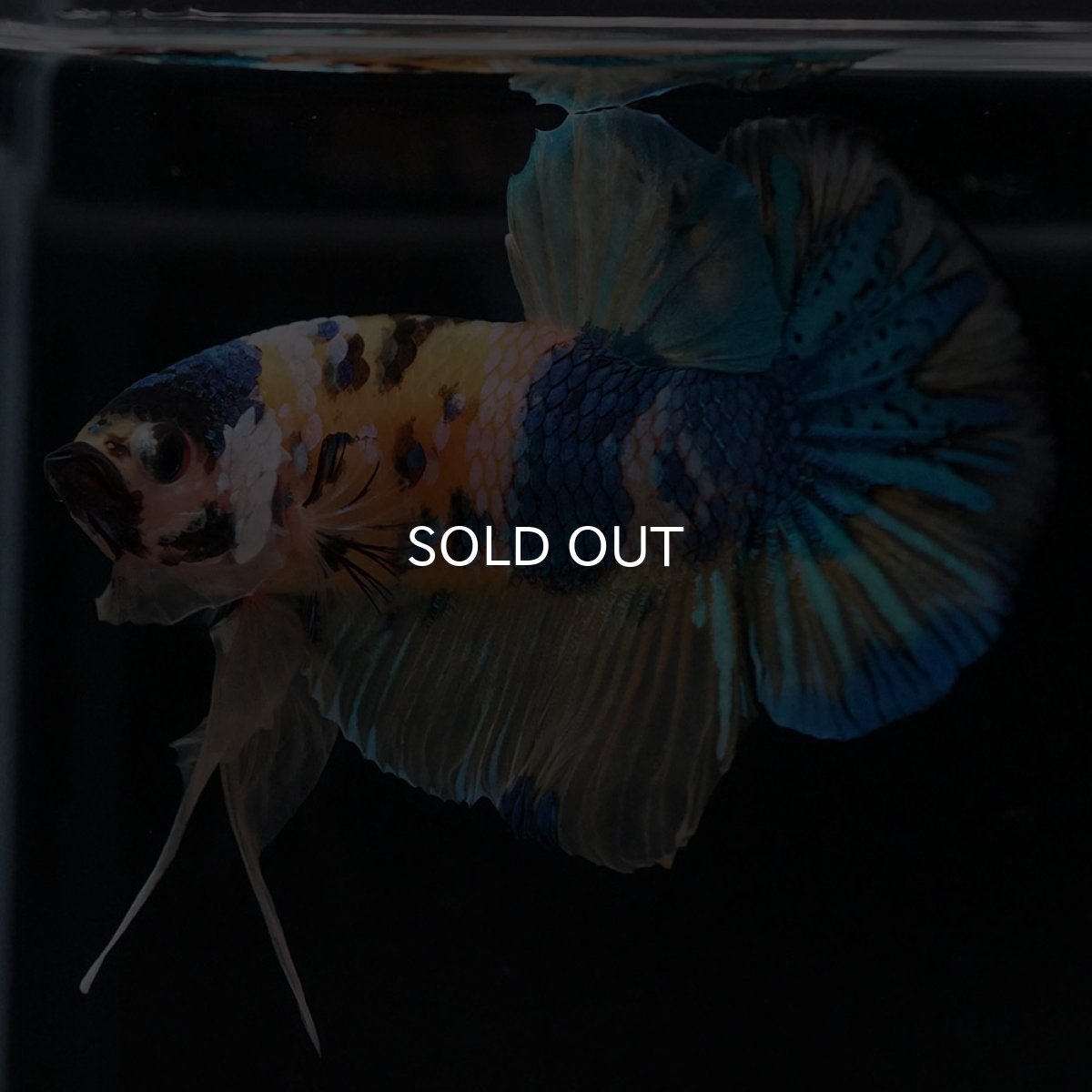 画像2: HMPK　イエロータイガーギャラクシー (2)