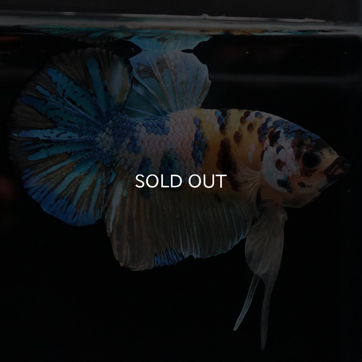 画像4: HMPK　イエロータイガーギャラクシー (4)