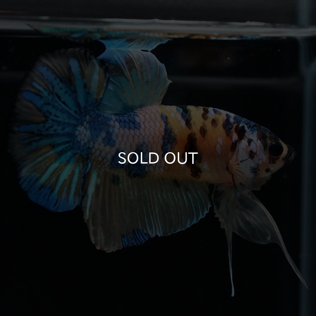 画像6: HMPK　イエロータイガーギャラクシー (6)