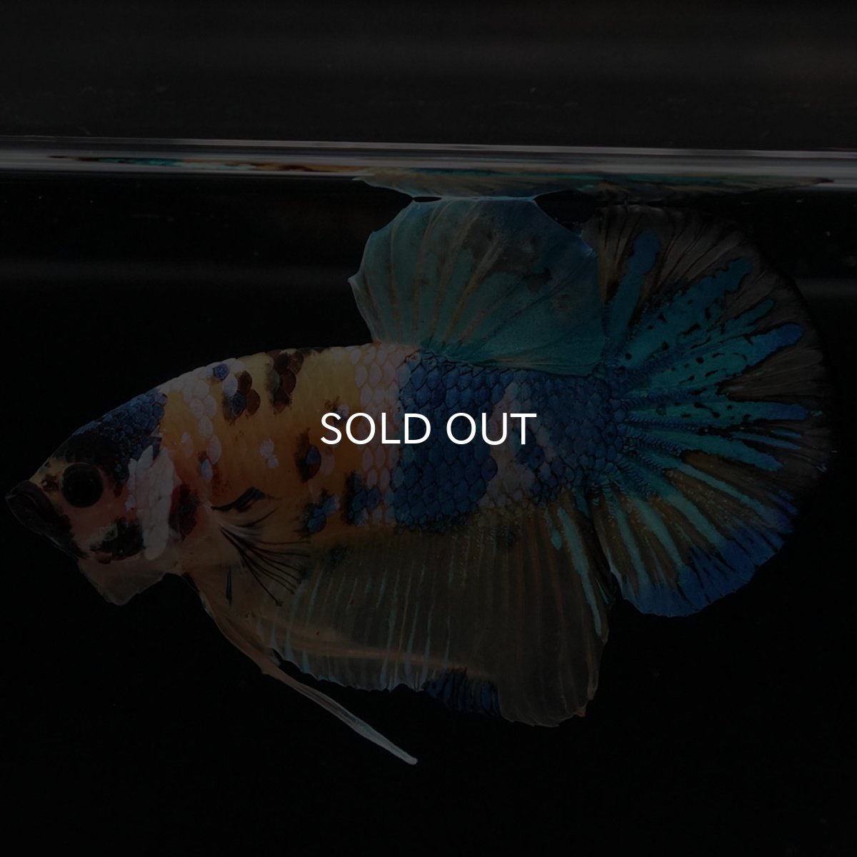 画像5: HMPK　イエロータイガーギャラクシー (5)