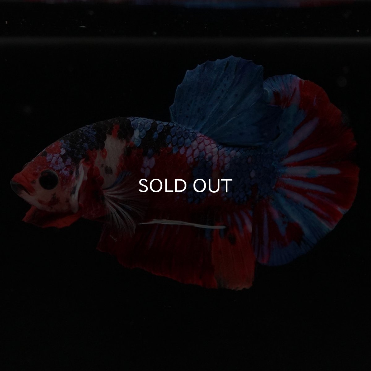 画像8: HMPK　キャンディギャラクシー (8)