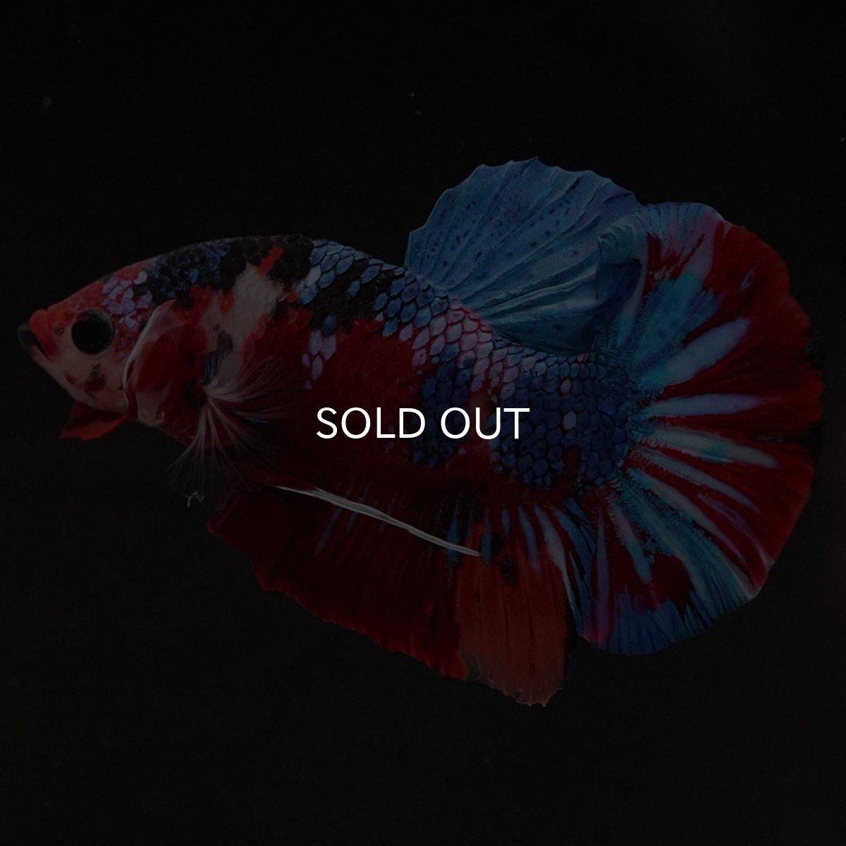 画像4: HMPK　キャンディギャラクシー (4)