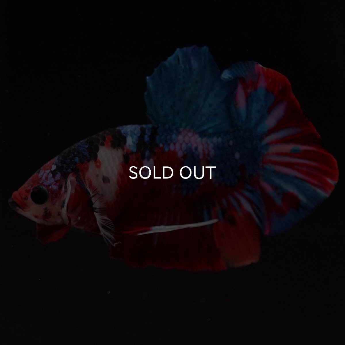 画像6: HMPK　キャンディギャラクシー (6)