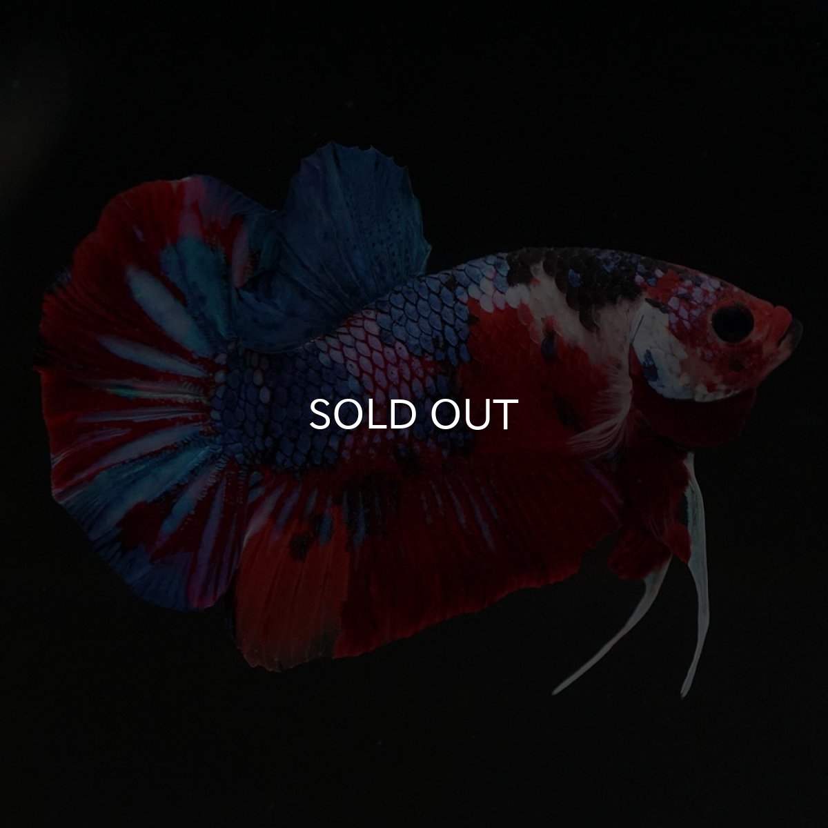 画像3: HMPK　キャンディギャラクシー (3)