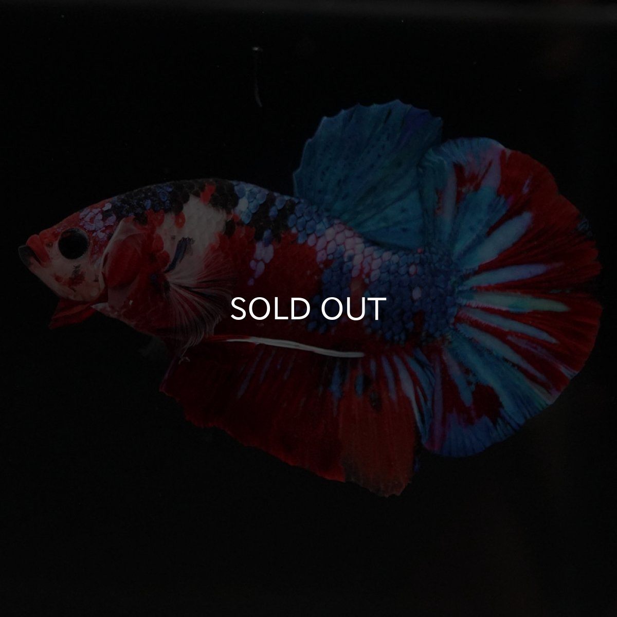 画像2: HMPK　キャンディギャラクシー (2)