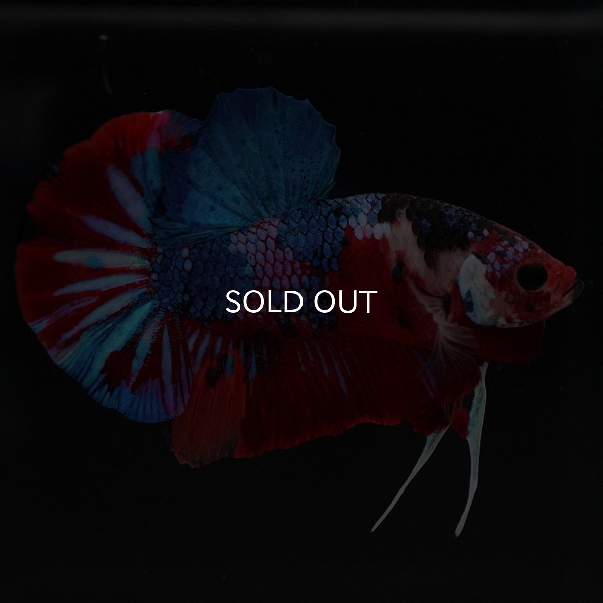 画像5: HMPK　キャンディギャラクシー (5)