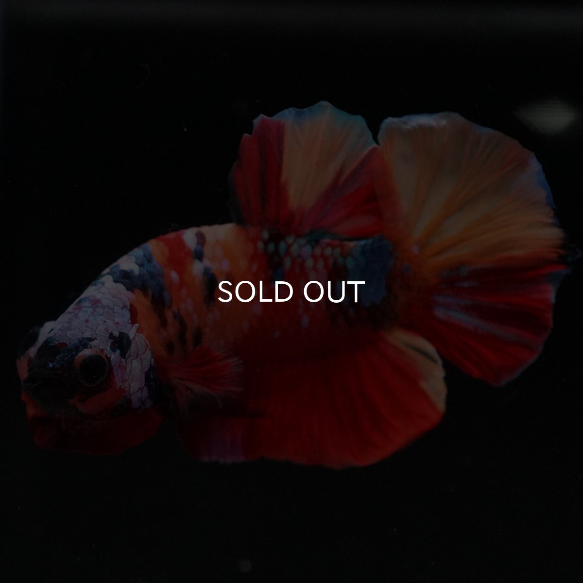 画像7: HMPK　キャンディギャラクシー (7)