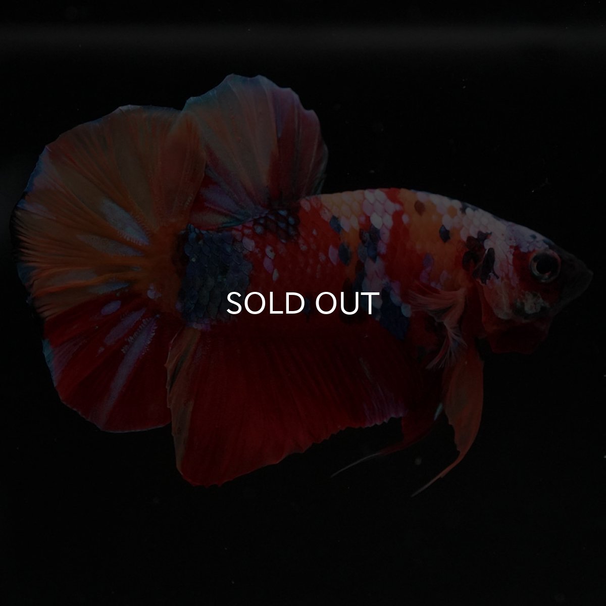 画像5: HMPK　キャンディギャラクシー (5)