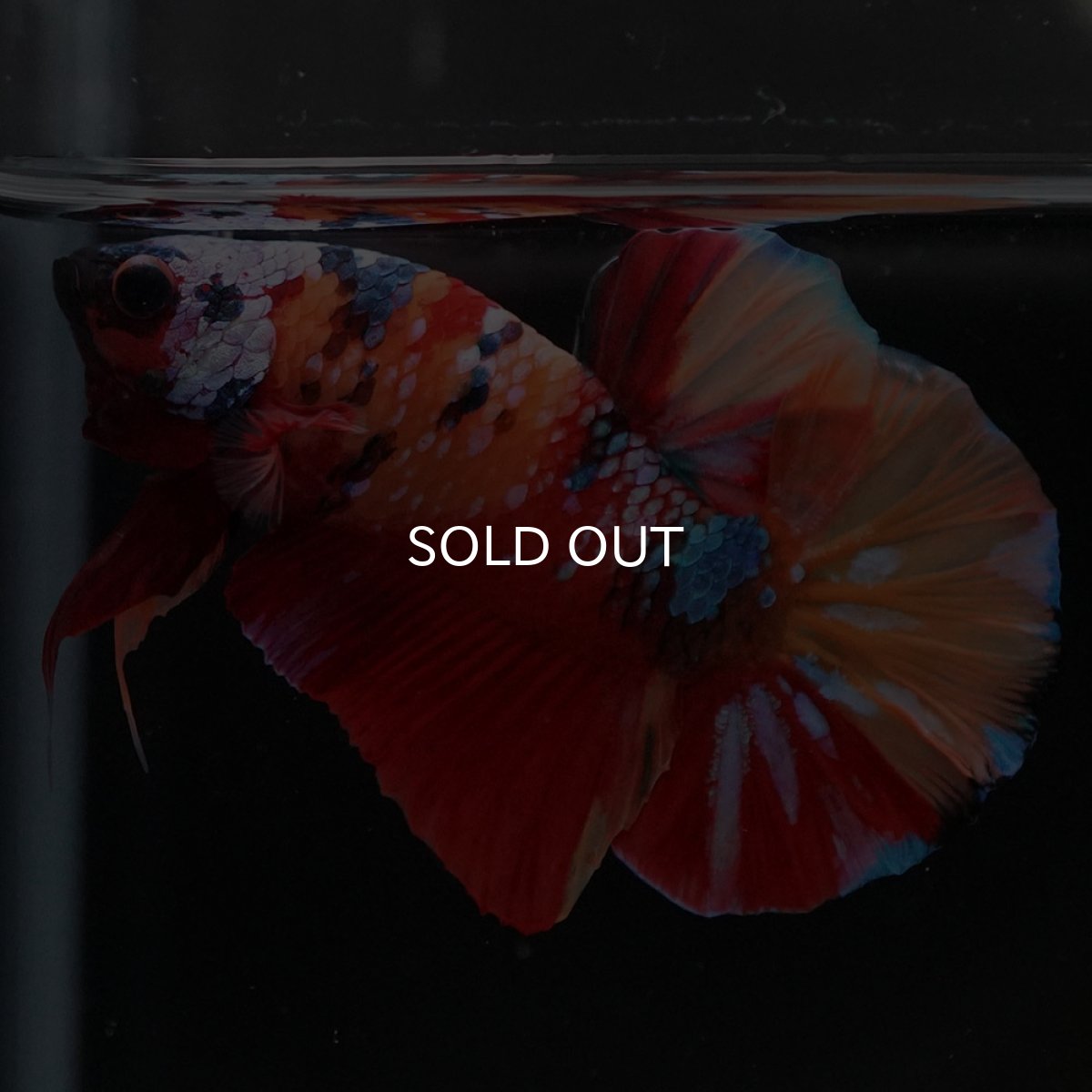 画像4: HMPK　キャンディギャラクシー (4)