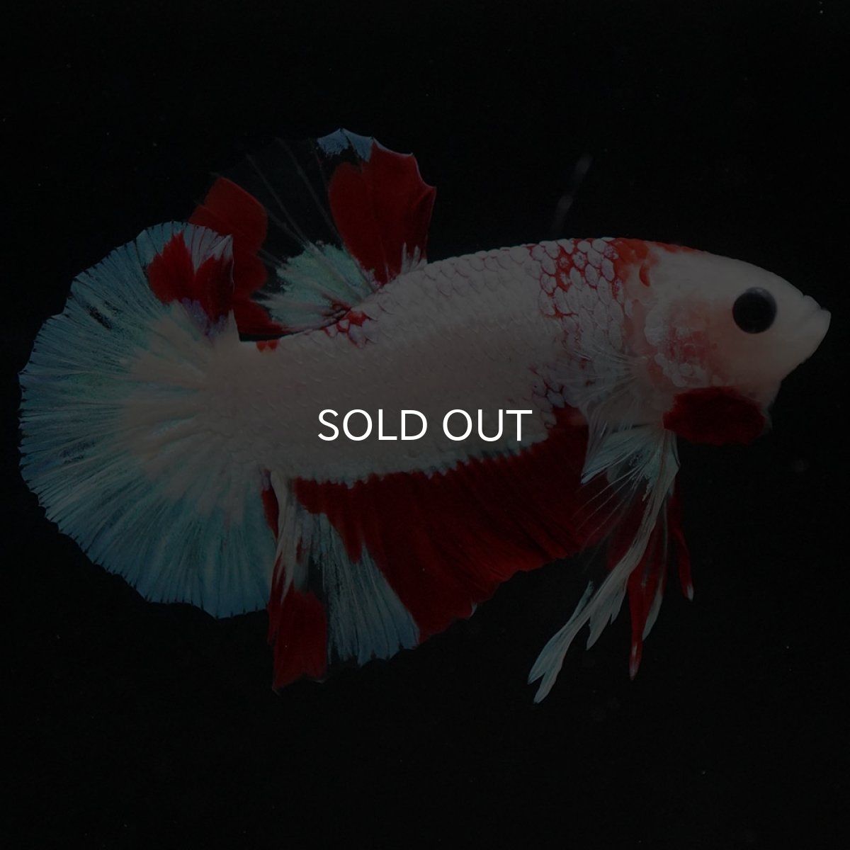 画像8: HMPK ホワイトファンシー (8)