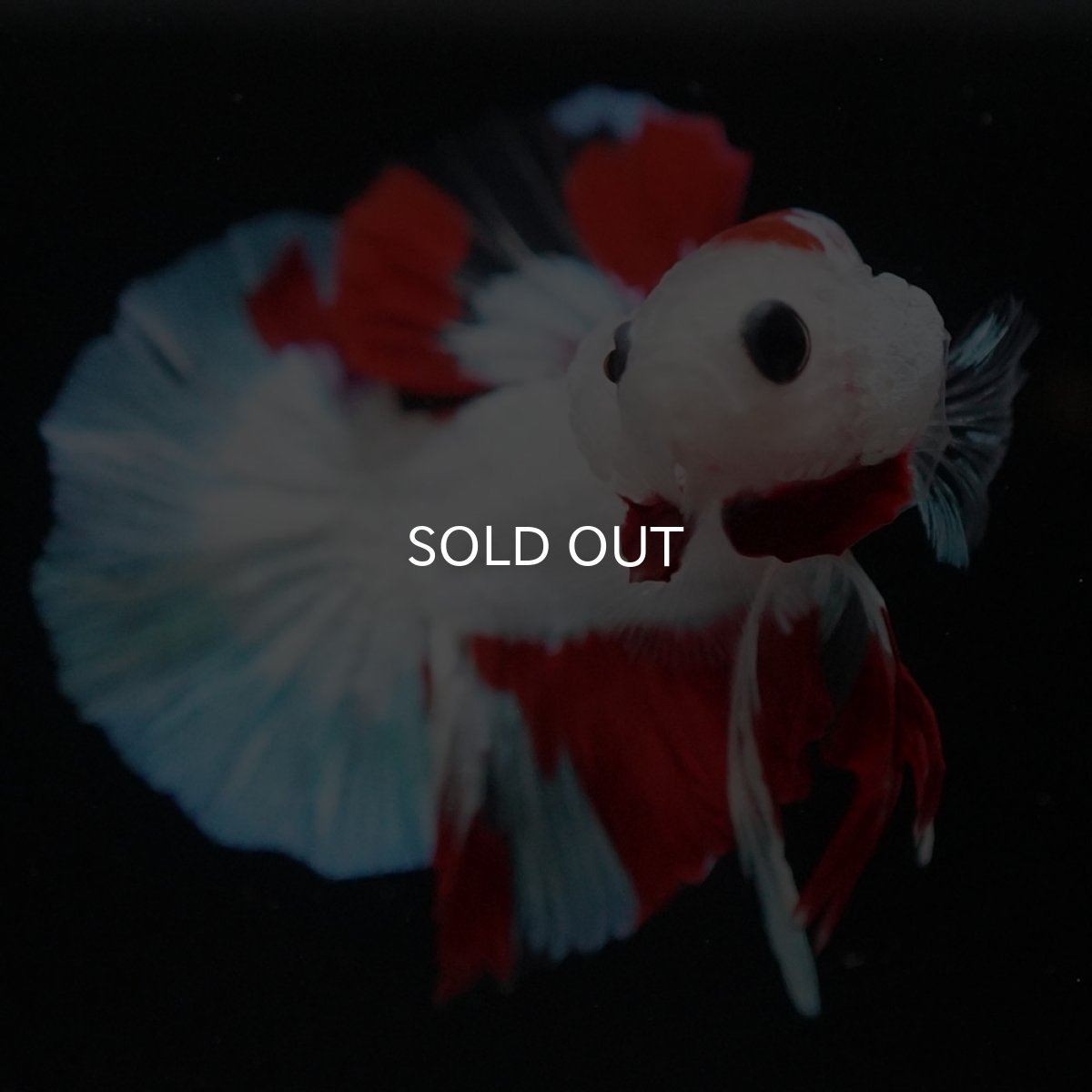 画像3: HMPK ホワイトファンシー (3)