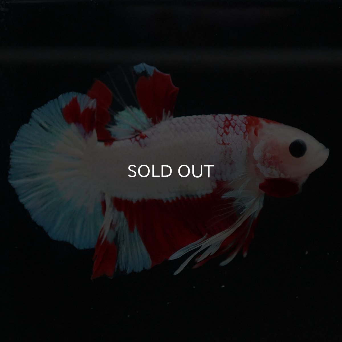 画像6: HMPK ホワイトファンシー (6)