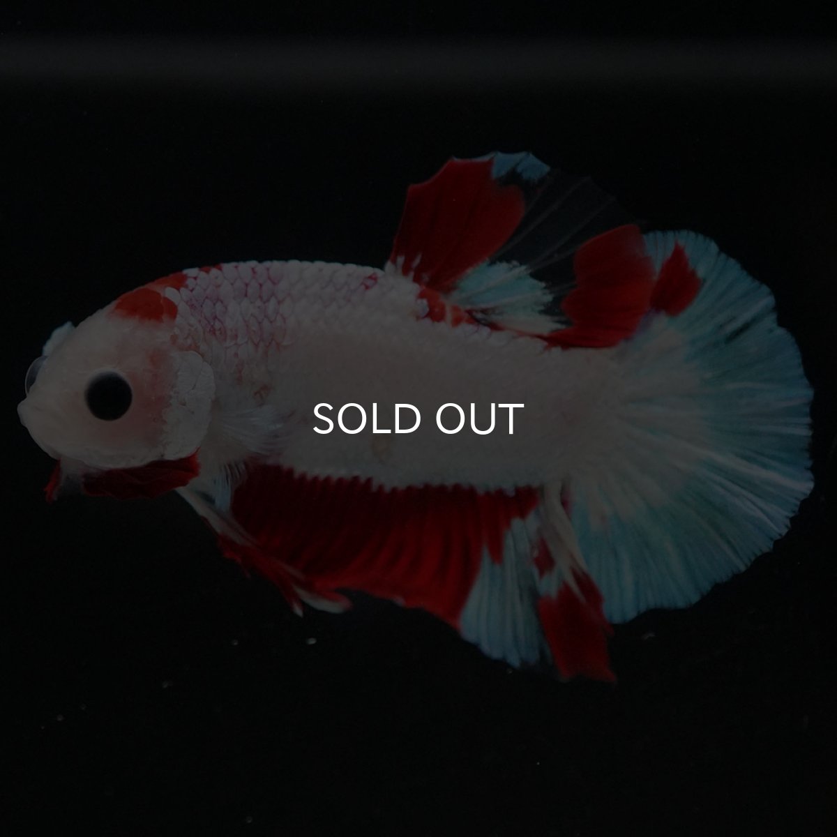 画像7: HMPK ホワイトファンシー (7)