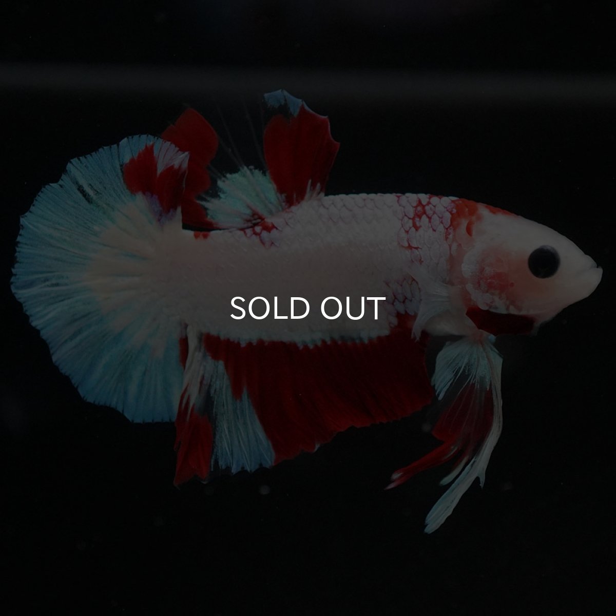 画像4: HMPK ホワイトファンシー (4)