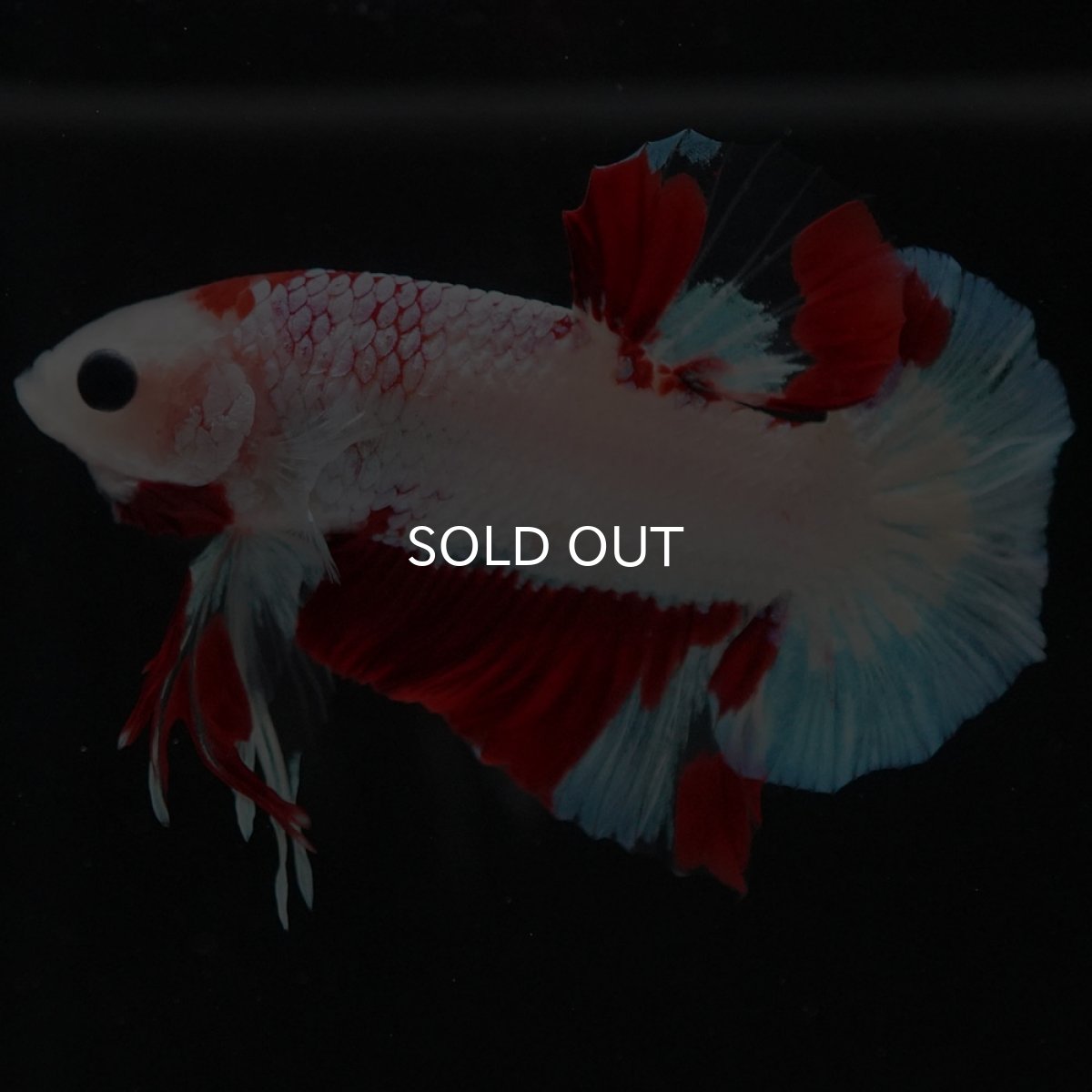 画像5: HMPK ホワイトファンシー (5)