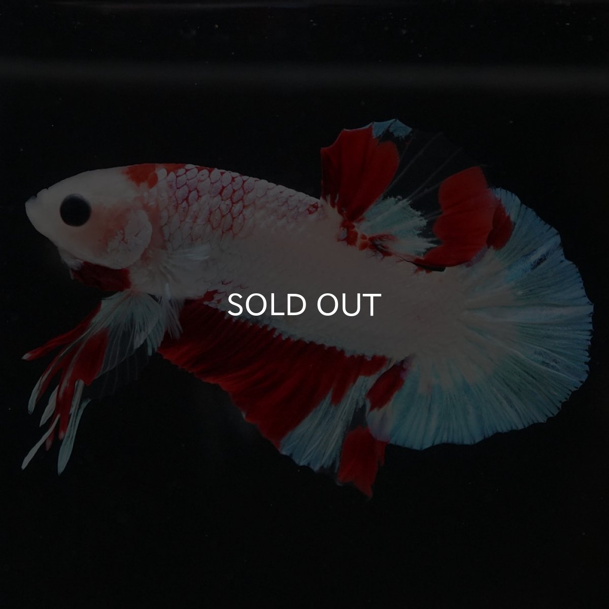 画像2: HMPK ホワイトファンシー (2)