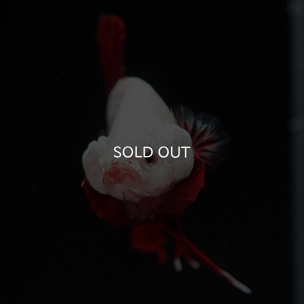 画像3: HMPK プラチナレッドドラゴン (3)