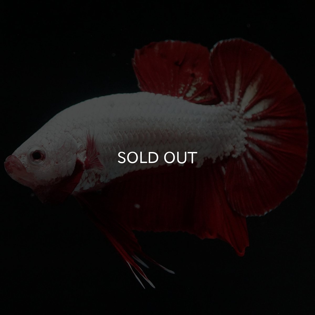 画像8: HMPK プラチナレッドドラゴン (8)