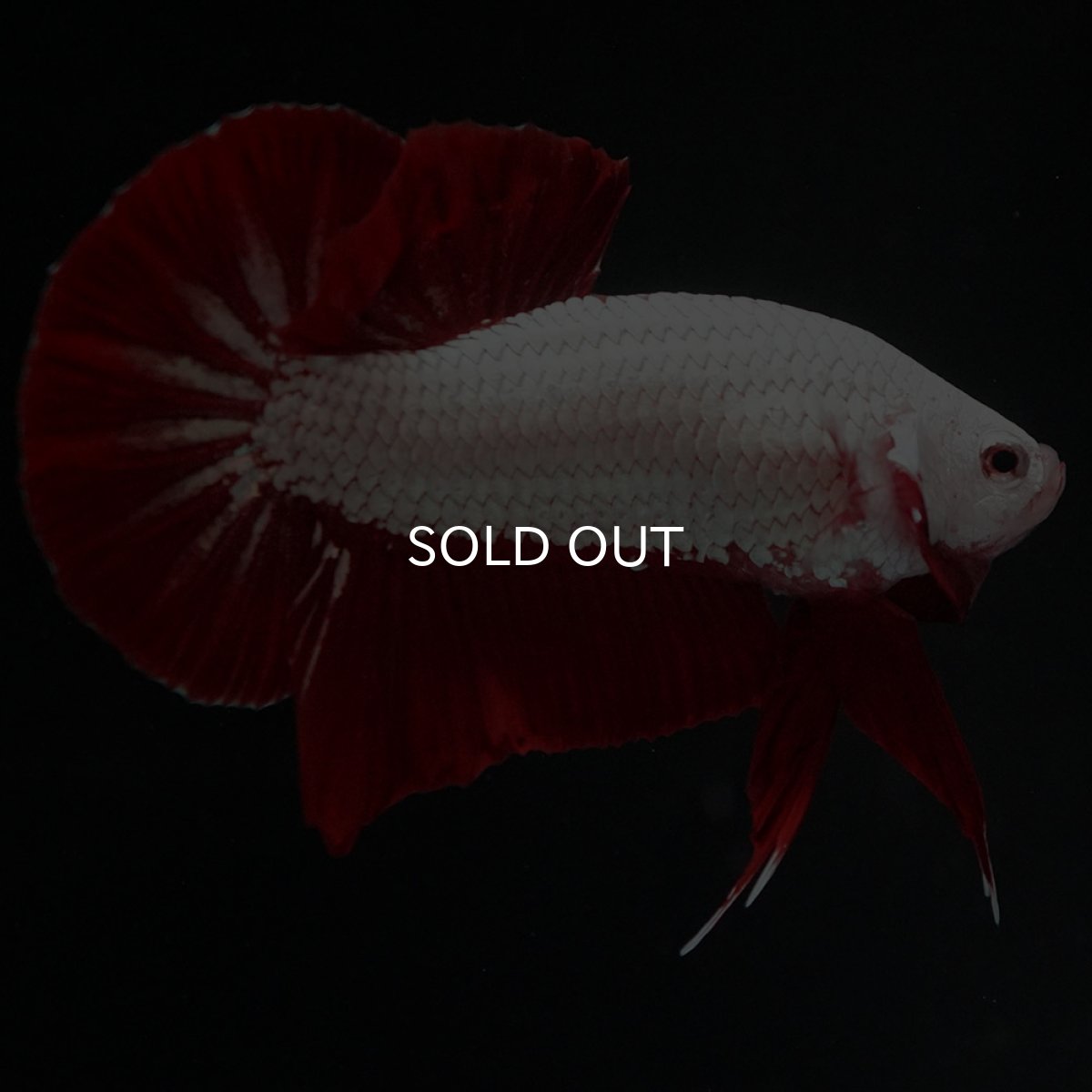 画像9: HMPK プラチナレッドドラゴン (9)