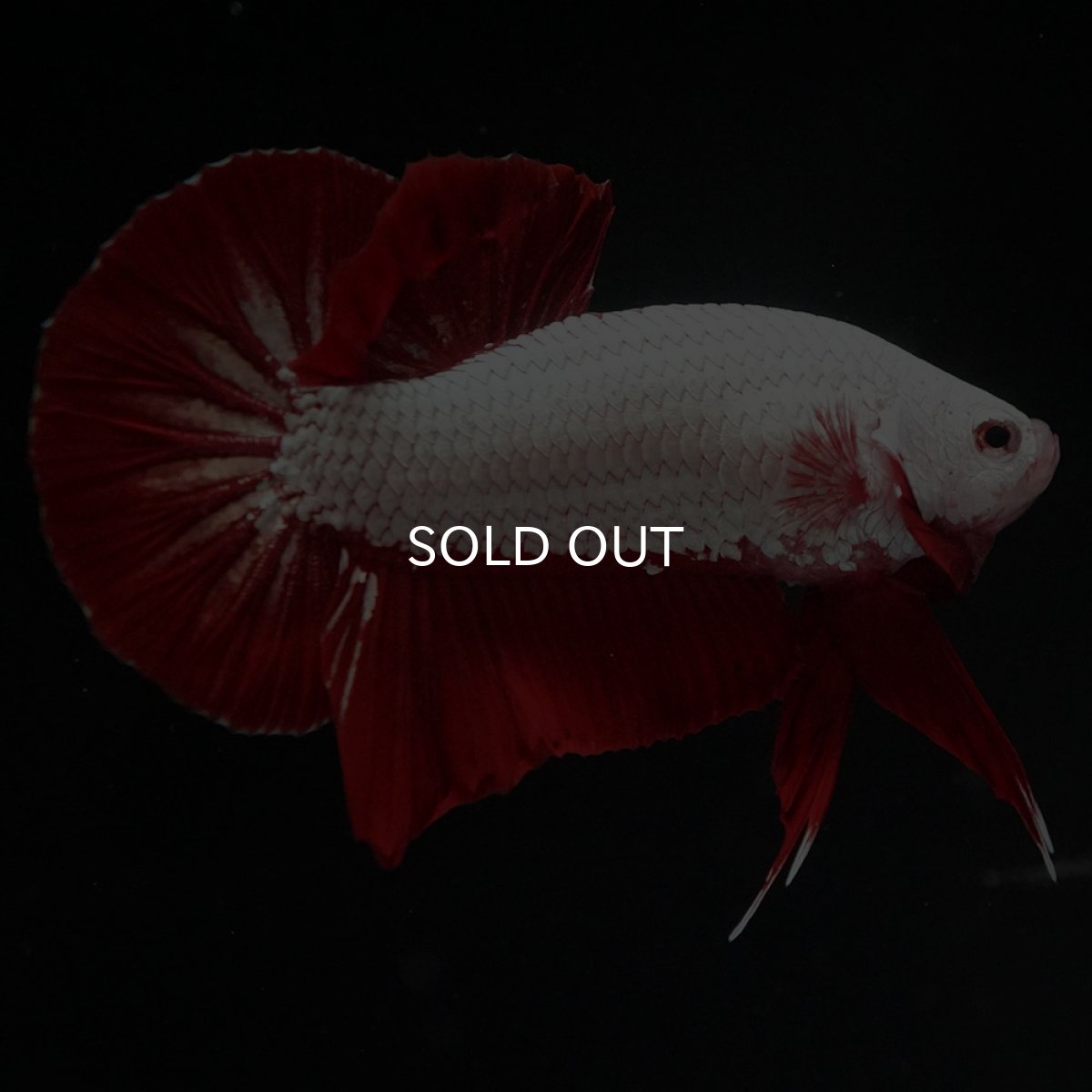 画像7: HMPK プラチナレッドドラゴン (7)