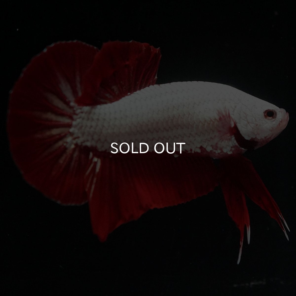 画像5: HMPK プラチナレッドドラゴン (5)