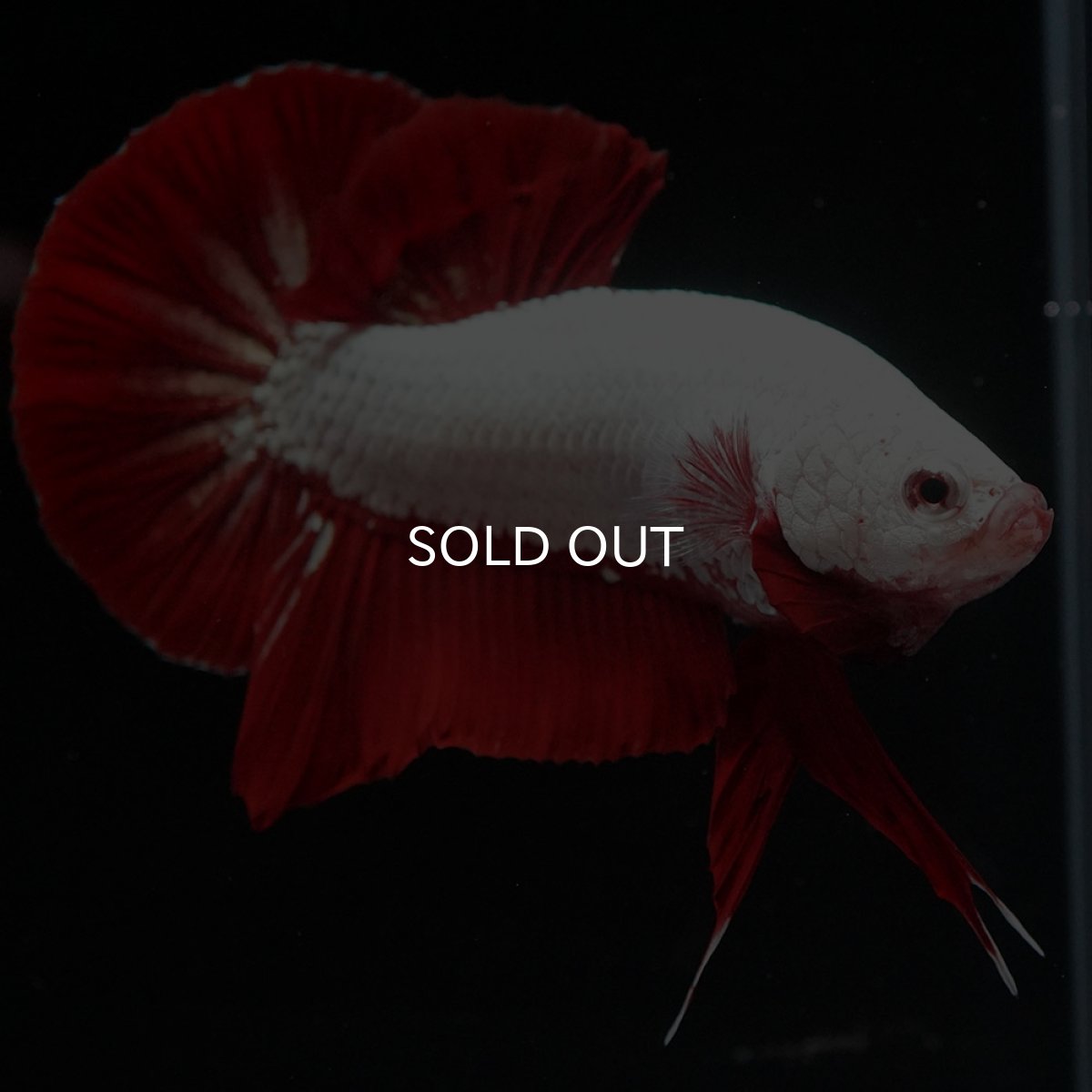 画像2: HMPK プラチナレッドドラゴン (2)