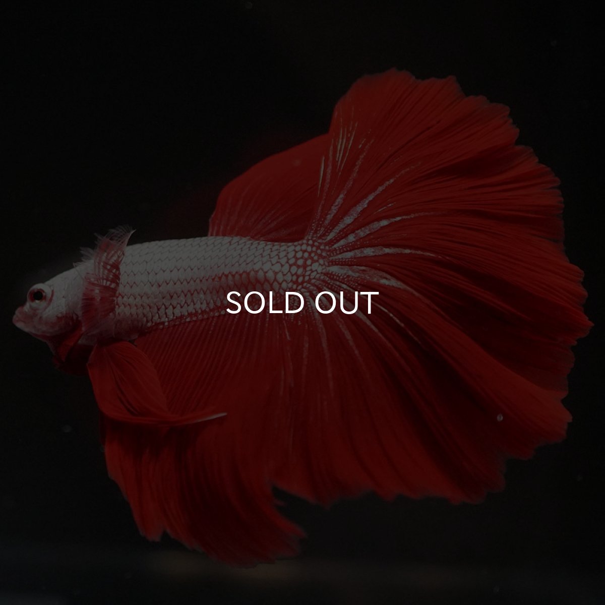 画像6: HM プラチナレッドドラゴン (6)