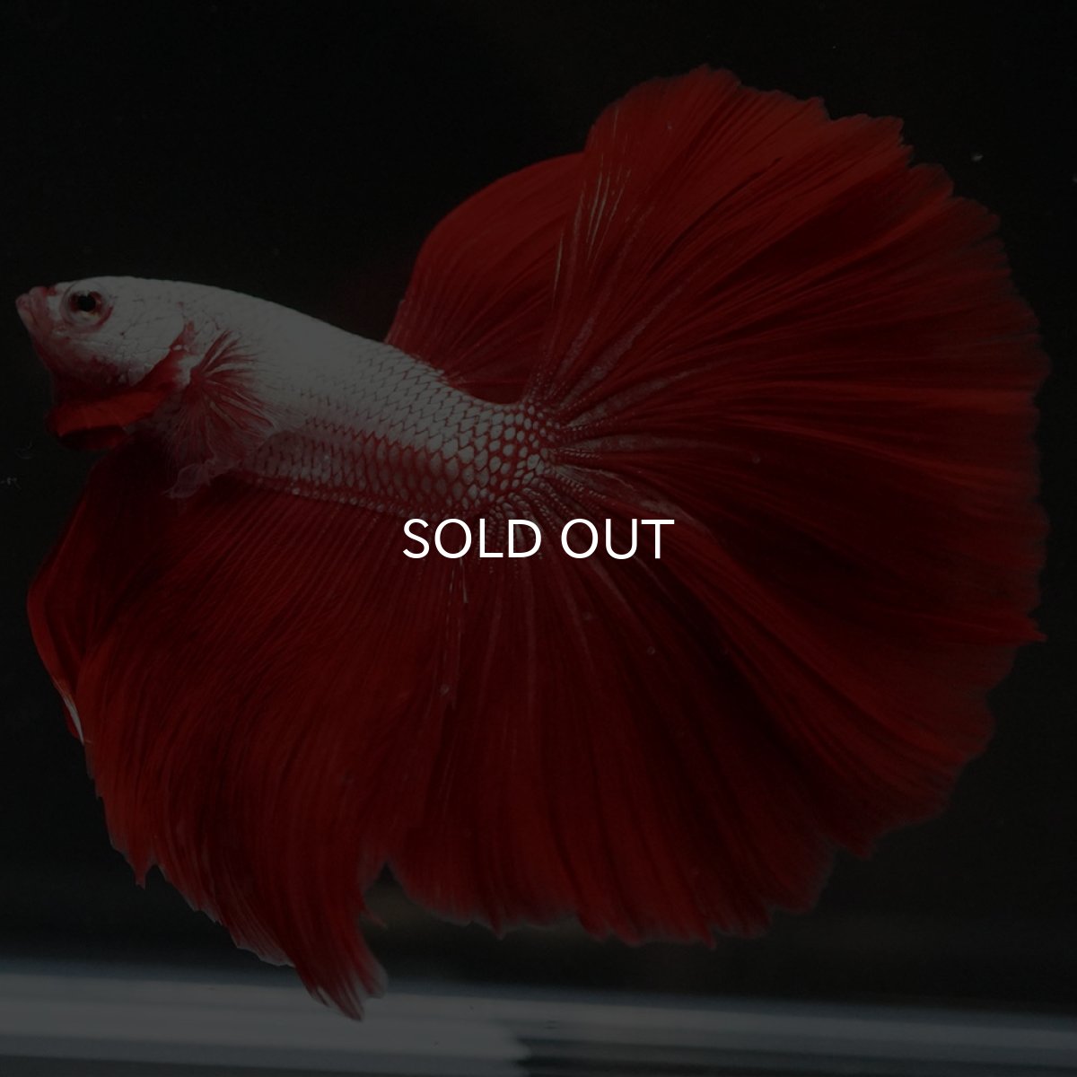 画像4: HM プラチナレッドドラゴン (4)