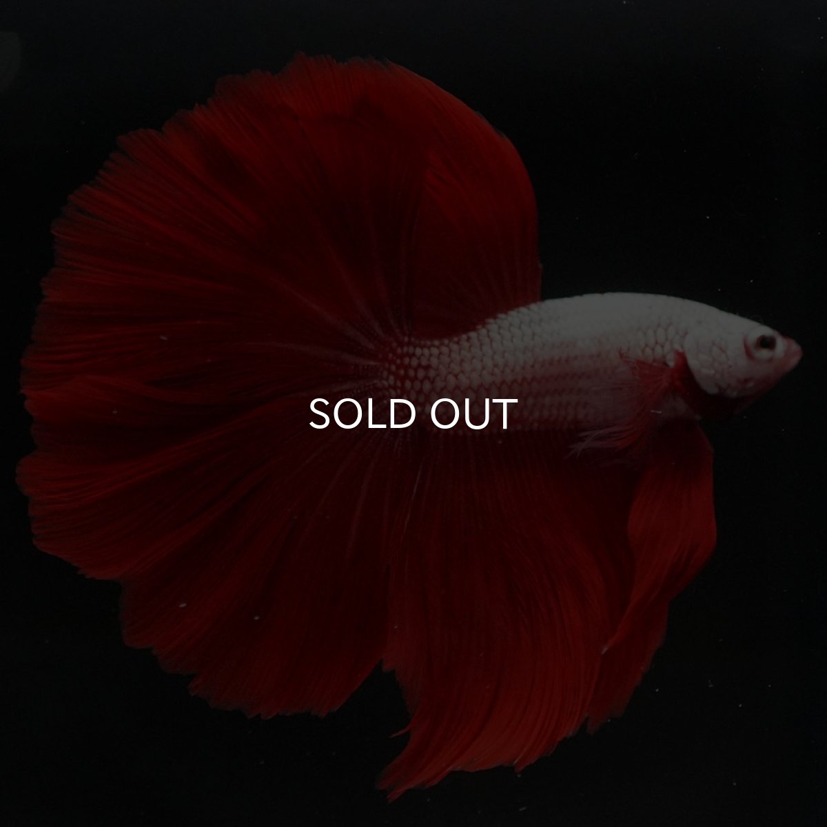 画像8: HM プラチナレッドドラゴン (8)