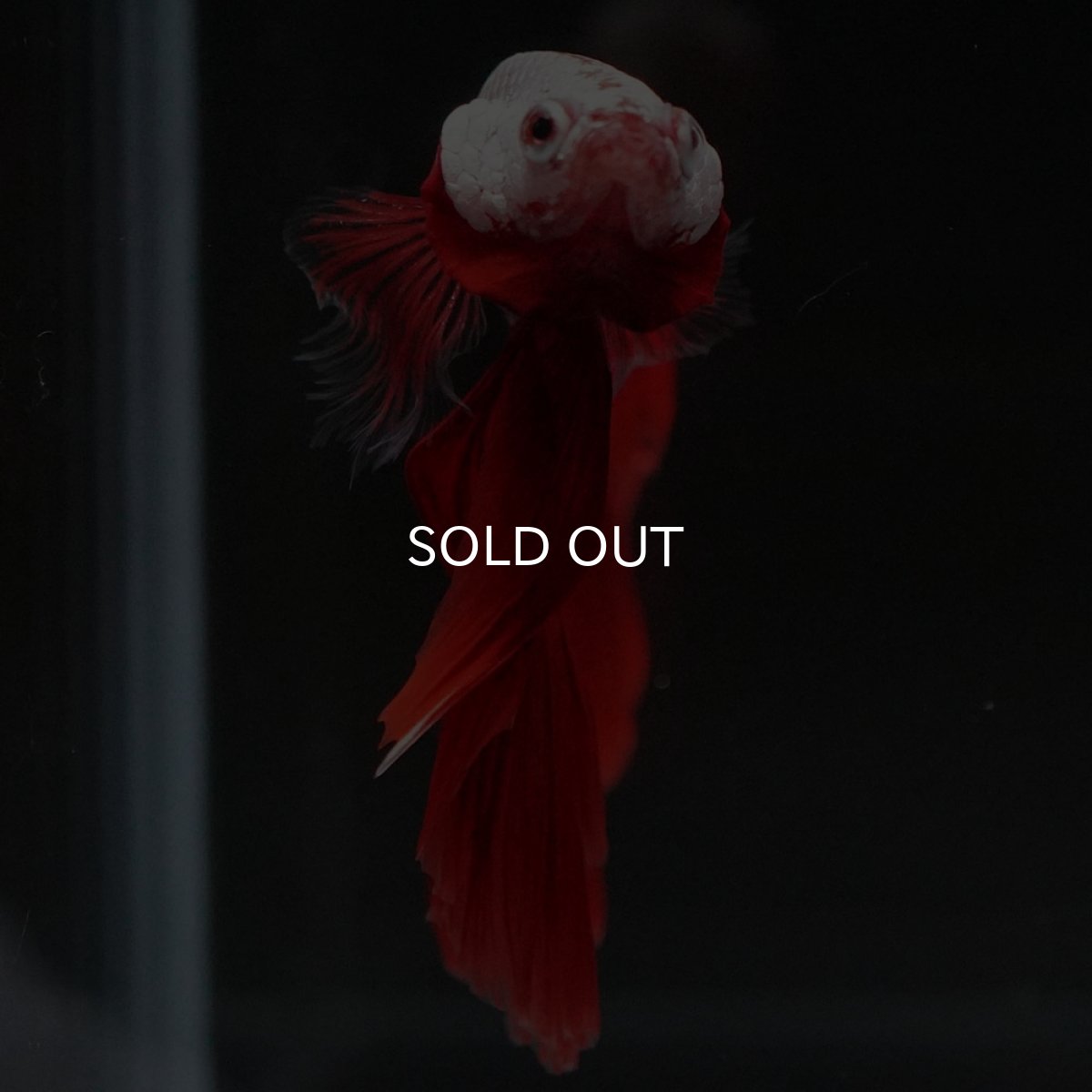 画像3: HM プラチナレッドドラゴン (3)