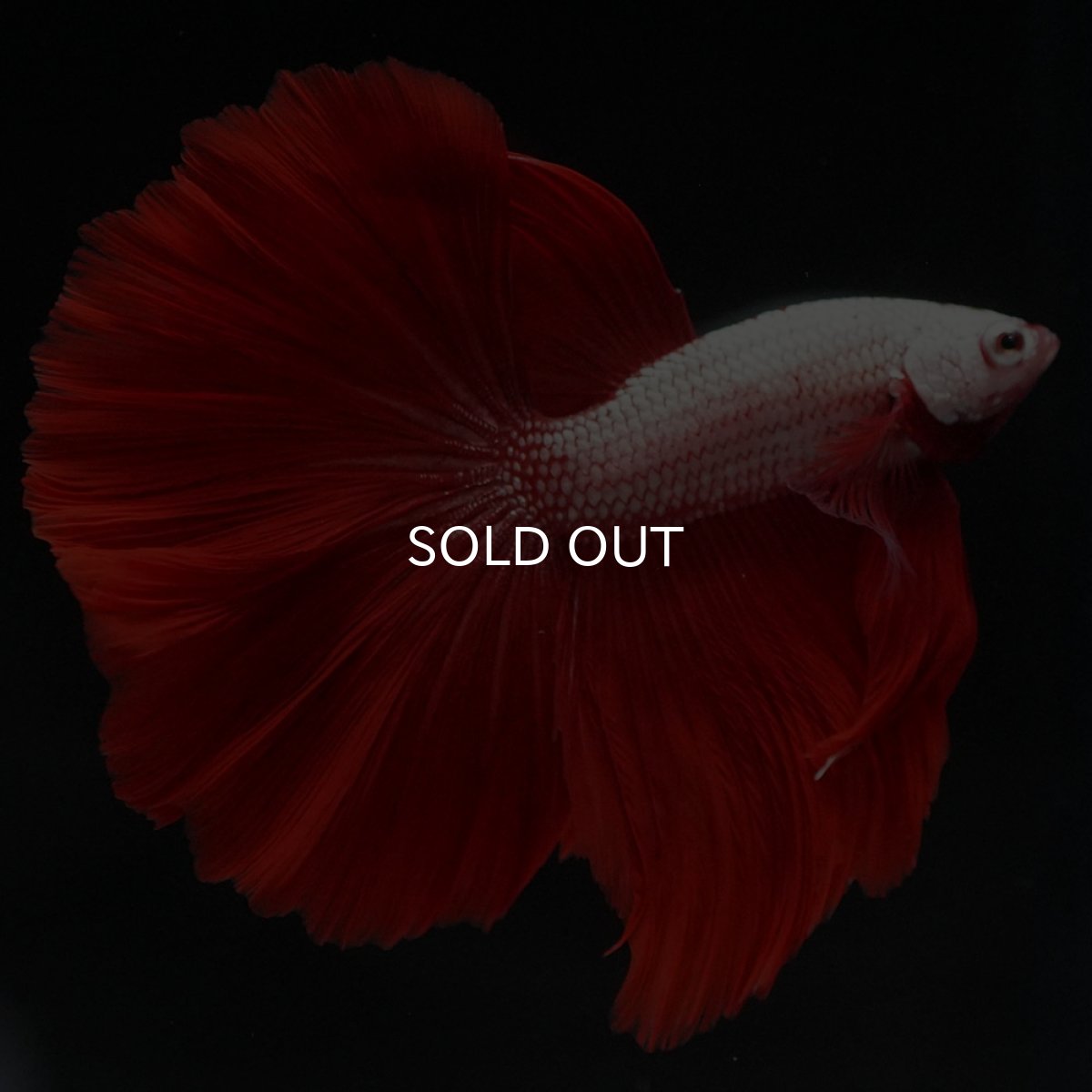 画像2: HM プラチナレッドドラゴン (2)