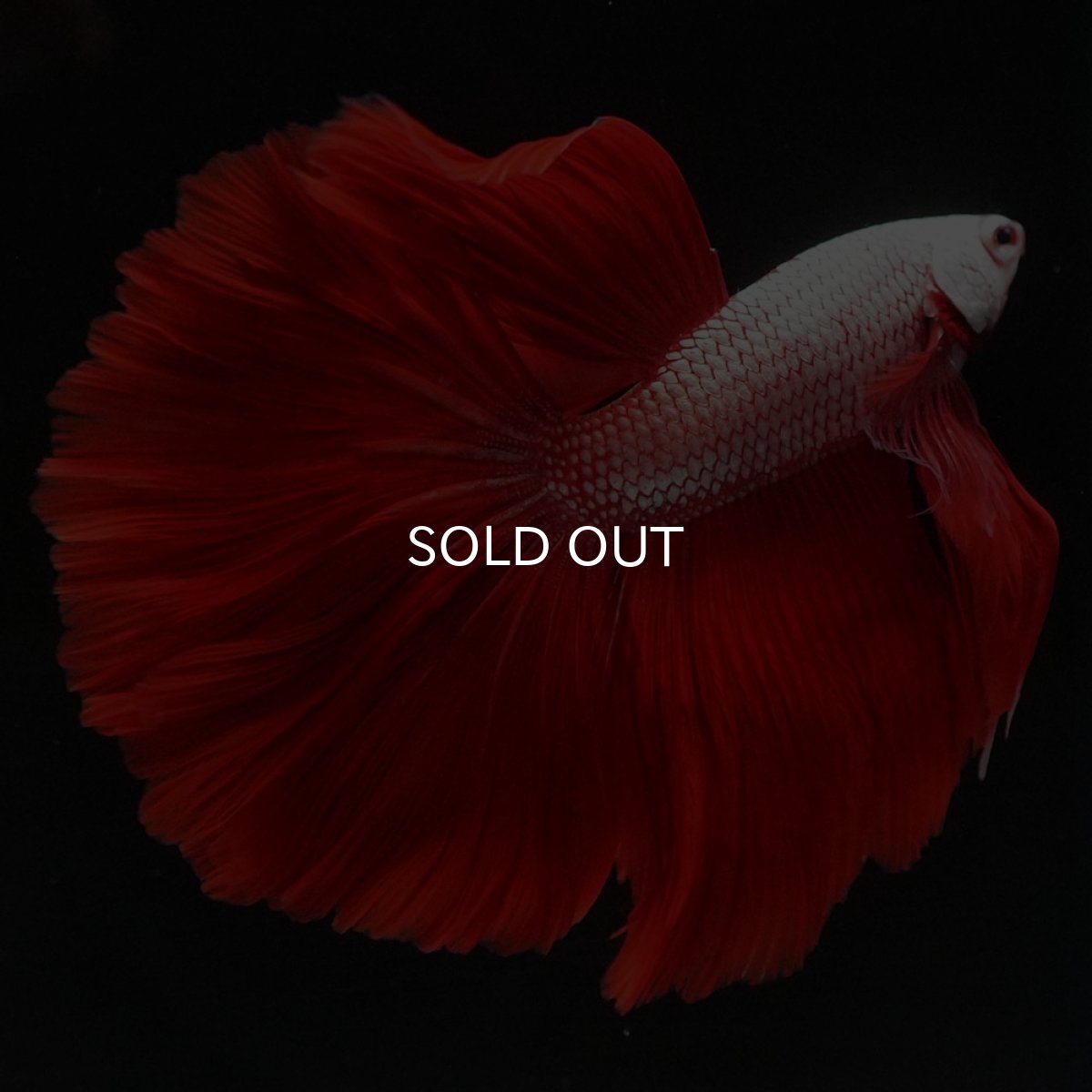 画像7: HM プラチナレッドドラゴン (7)