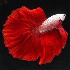 画像7: HM　プラチナレッドドラゴン (7)