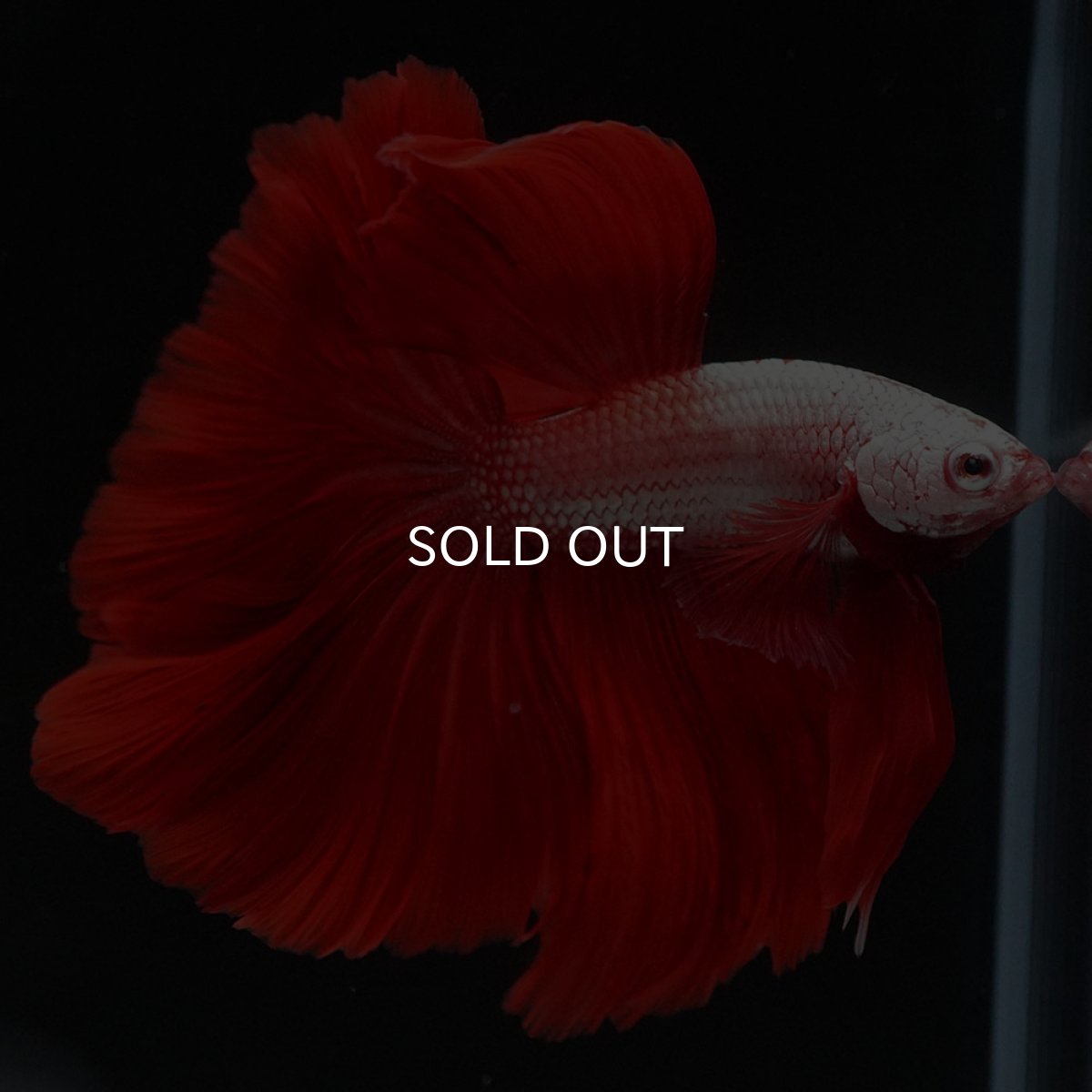 画像5: HM プラチナレッドドラゴン (5)