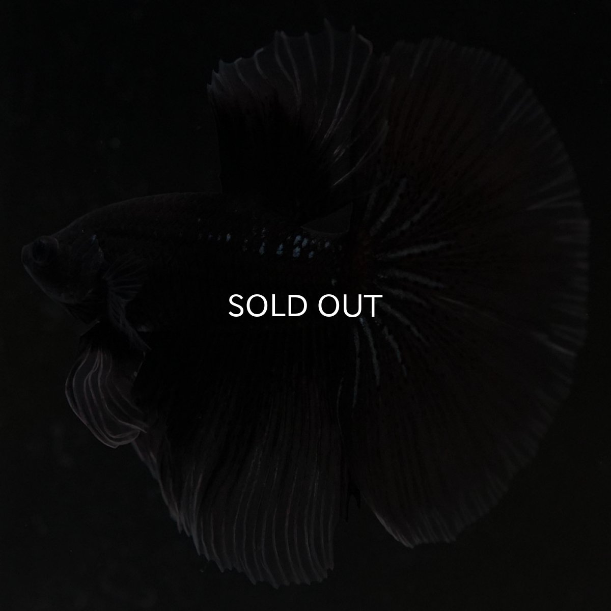 画像7: HM ブラックバタフライ クリアフィン (7)