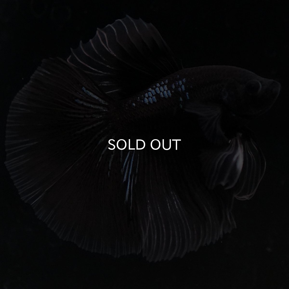 画像10: HM ブラックバタフライ クリアフィン (10)