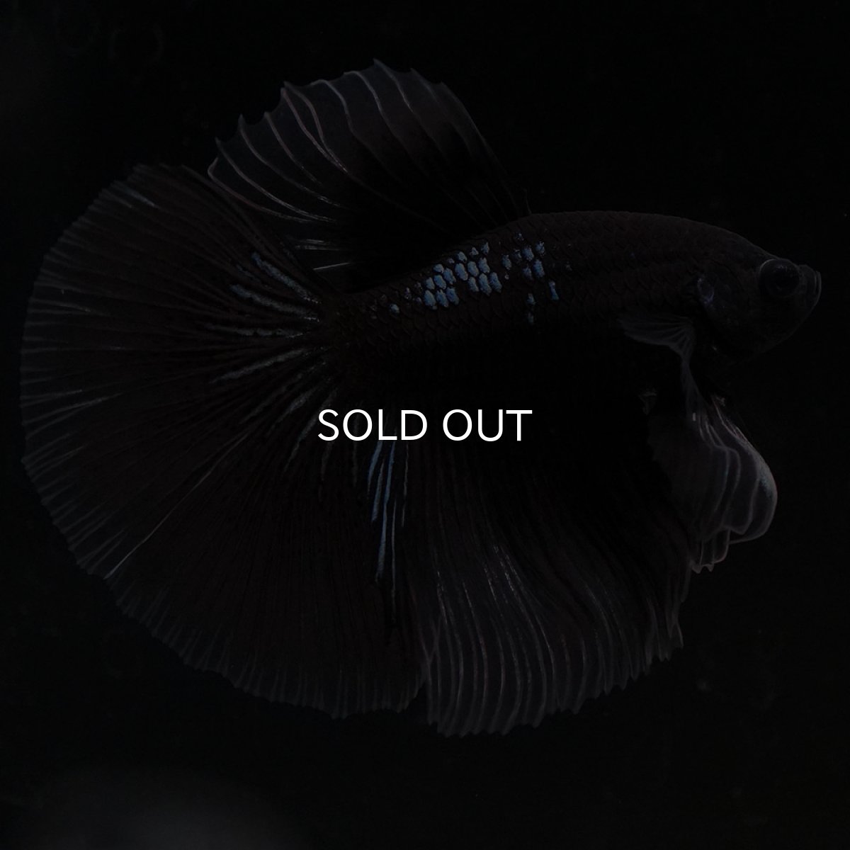 画像2: HM ブラックバタフライ クリアフィン (2)